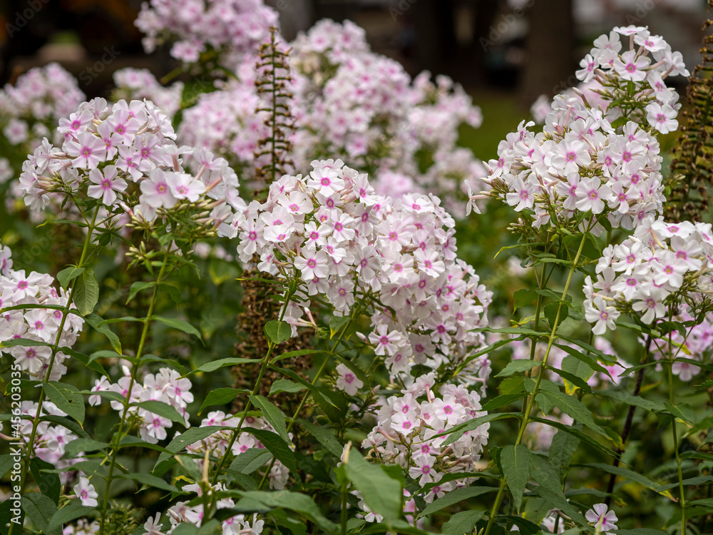 Fototapeta premium flowers in the Vorontsov Park in Moscow