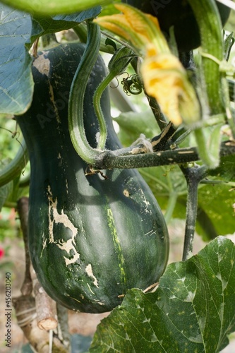 focus on a big zucchini in a vegetable garden
