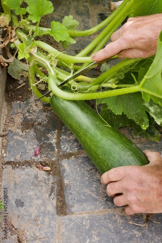 a man is cutting a zucchini with a knife in a vegetable garden
