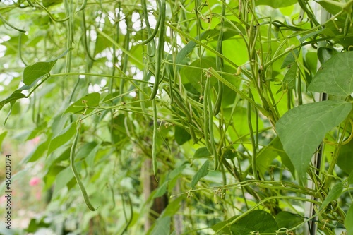 green beans in a vegetable garden
