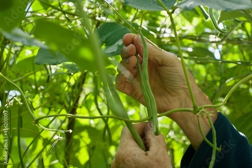 view on a male hands picking a green bean in vegetable garden
