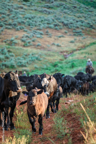 black angus cattle on a ranch in the Pryor mountains of Montana being rounded up by wranglers, cowboys on horse back  the wild western way. photo