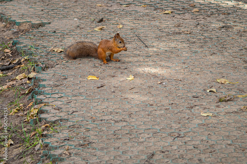 a tame squirrel in the Vorontsov Park prepares food for the winter