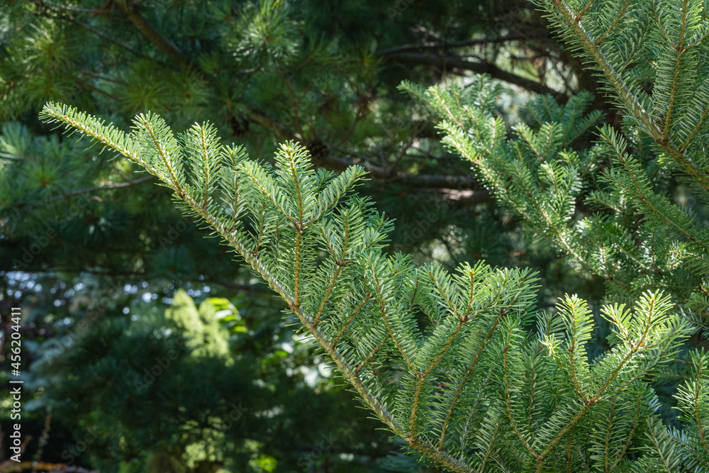 Fototapeta premium Branch with beautiful green and silver flat needles on Abies koreana fir on blurred background of evergreens. Selective focus. Evergreen landscaped garden. Nature concept for design