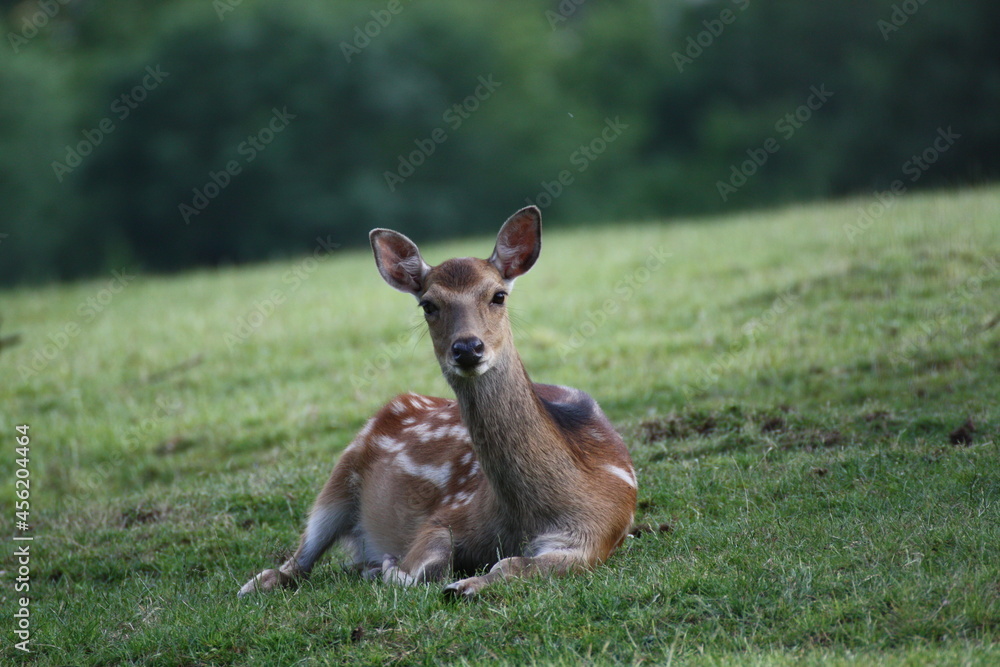 Fototapeta premium Hirschkuh
