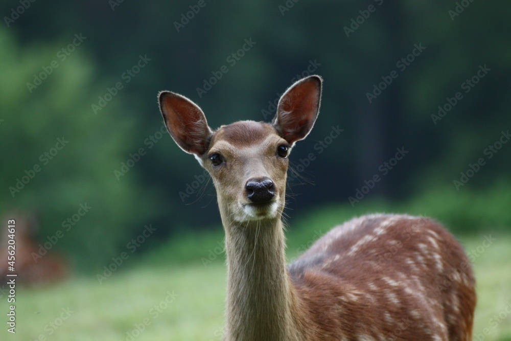 Fototapeta premium Hirschkuh