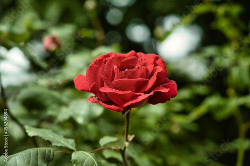 red rose in garden