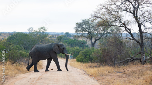 elephant bull crossing a road in Kruger