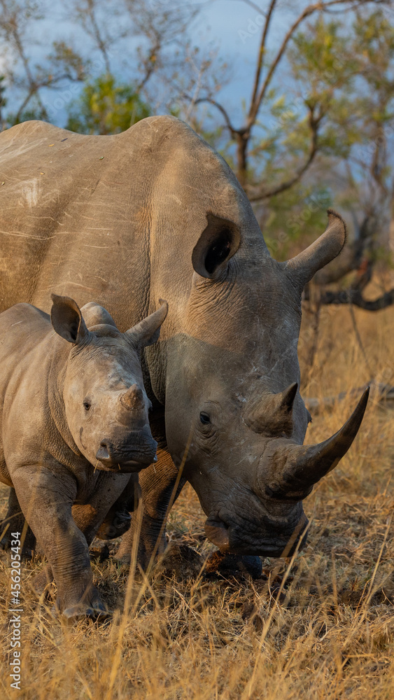 Obraz premium White rhino cow and calf in golden light
