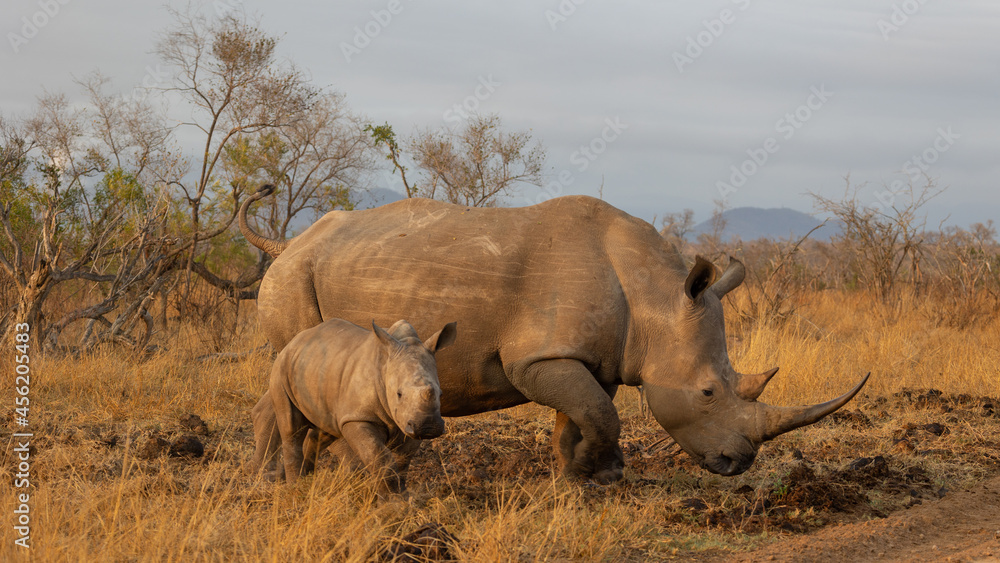 Obraz premium White rhino cow and calf in golden light