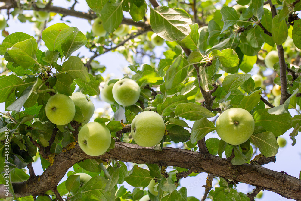 green apples on a tree, a branch strewn with apples, close-up green apples on a tree, a branch strewn with apples, close-up