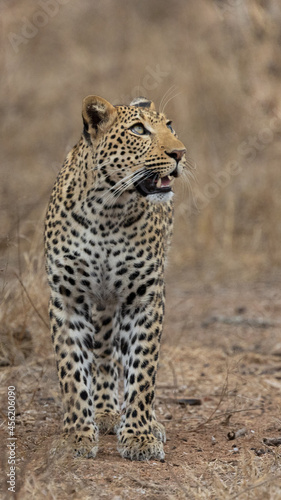 leopard closeup in the wild