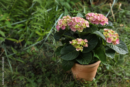 Beautiful blooming hortensia plant in pot outdoors. Space for text