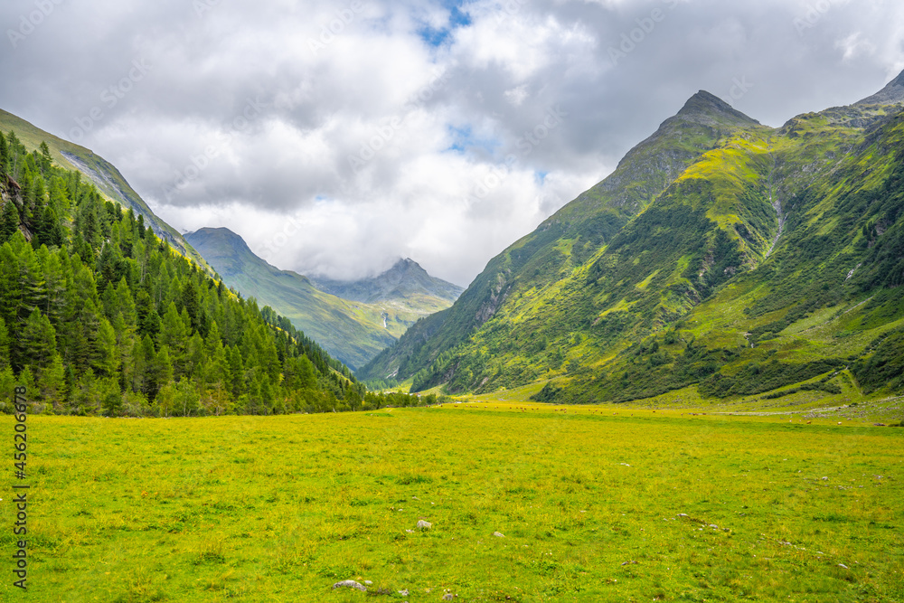 Green meadow in alpine valley, Gschlosstal Valley, Hohe Tauern National Park, East Tyrol, Austrian Alps Green meadow in alpine valley, Gschlosstal Valley, Hohe Tauern National Park, East Tyrol, Austrian Alps