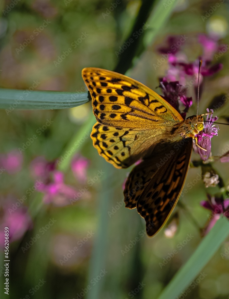 Obraz premium butterfly on flower