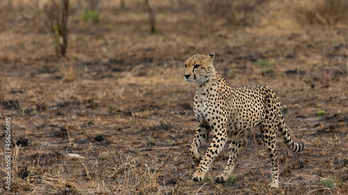 a cheetah on a trot in the wild