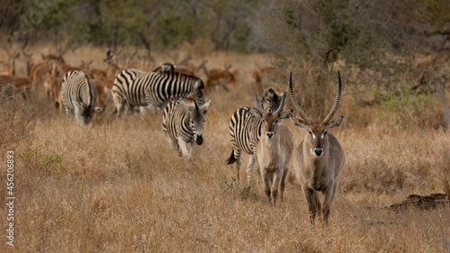 Waterbuck  zebras  impala herds together.