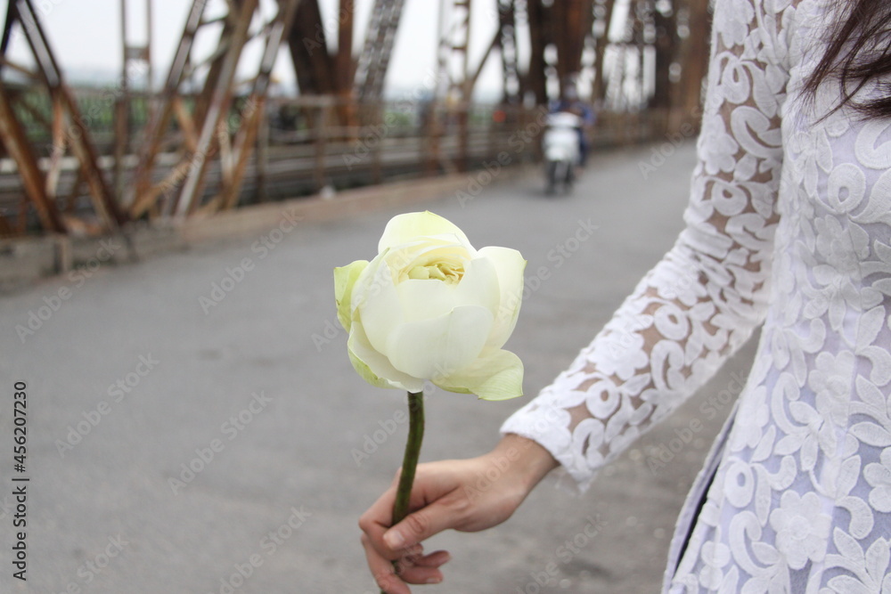 Fototapeta premium White fresh lotus held by Vietnamese lady in White Lace Ao Dai on ancient famous Long Bien Bridge of Ha Noi, Vietnam