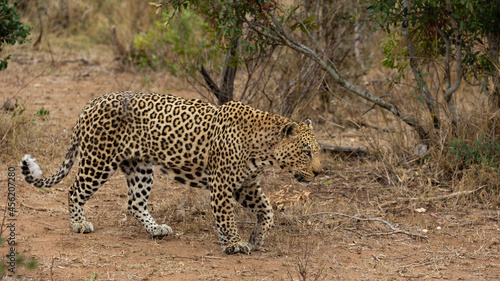 a big male leopard on his territorial patrol