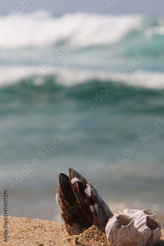 shells on the sandy beach