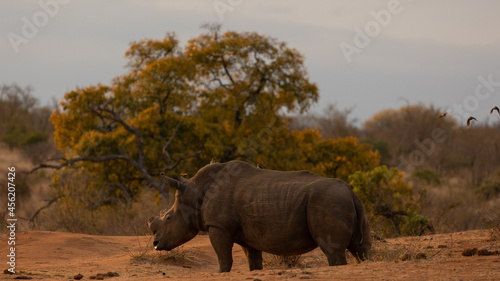 White rhino in the golden hour