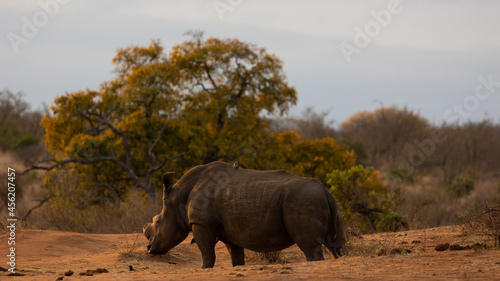 White rhino in the golden hour