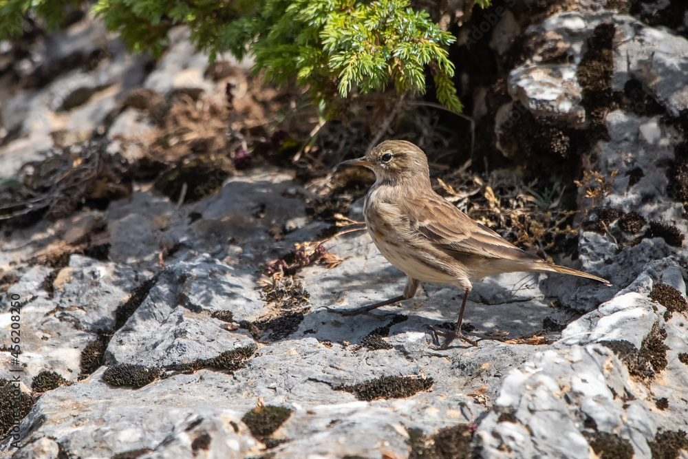 Dağ incirkuşu » Water Pipit » Anthus spinoletta
Dağ incirkuşu » Water Pipit » Anthus spinoletta