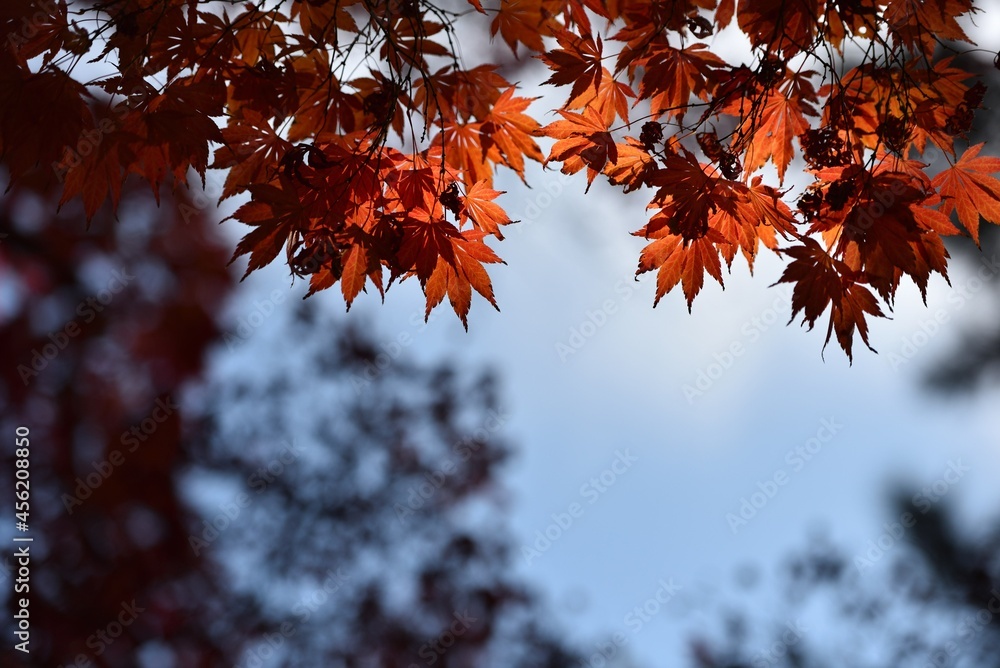 Red maple and blue sky in fall Red maple and blue sky in fall