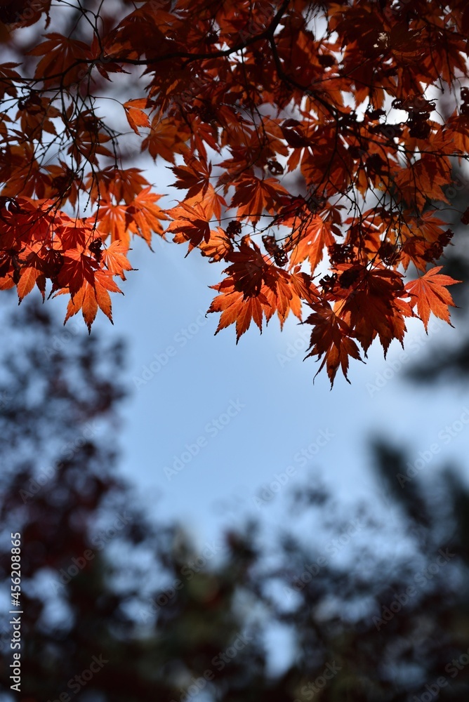 Red maple and blue sky in fall Red maple and blue sky in fall