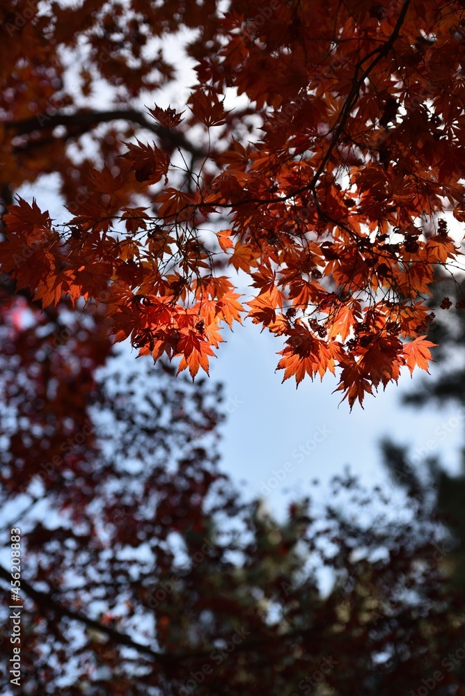 Red maple and blue sky in fall