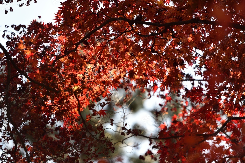 Red maple and blue sky in fall