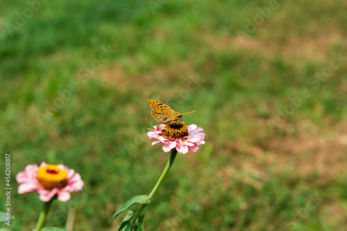 The dark green fritillary butterfly collects nectar on rose Zinnia flower in the garden. Speyeria aglaja, previously known as Argynnis aglaja is a species of butterfly in the family Nymphalidae. photo