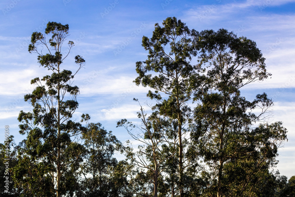 eucalyptus with a blue sky in the town of Laredo in Cantabria eucalyptus with a blue sky in the town of Laredo in Cantabria