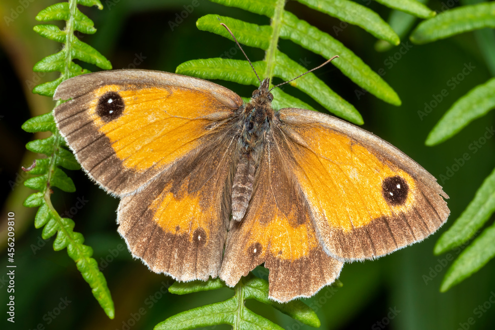 Gatekeeper Butterfly (Pyronia tithonus) a flying insect commonly known as Hedge Brown Gatekeeper Butterfly (Pyronia tithonus) a flying insect commonly known as Hedge Brown