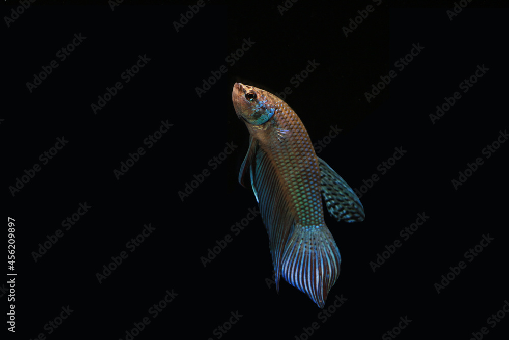 Wild betta fish betta smaragdina siamese fighting fish in tank aquarium black background Wild betta fish betta smaragdina siamese fighting fish in tank aquarium black background