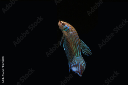 Wild betta fish betta smaragdina siamese fighting fish in tank aquarium black background