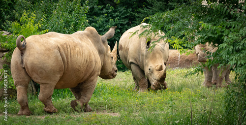 Southern White Rhinoceros in natural setting as zoo specimens from Nashville Tennessee. photo