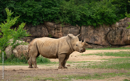 Southern White Rhinoceros in natural setting as zoo specimens from Nashville Tennessee Fototapet