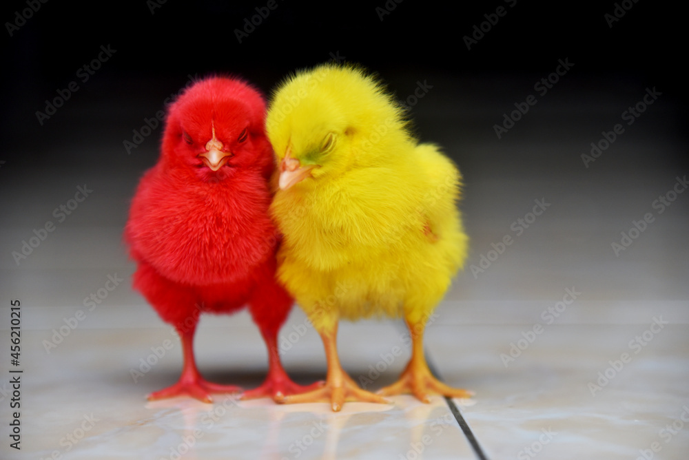Colored baby chickens in closed up