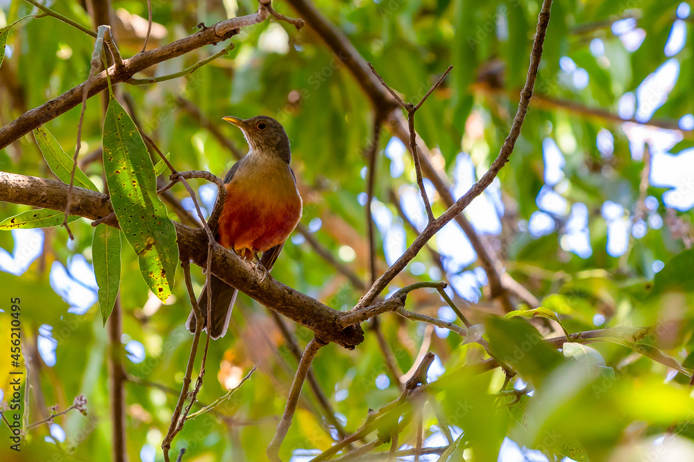 The Rufous-bellied Thrush also know as The Rufous-bellied Thrush also know as