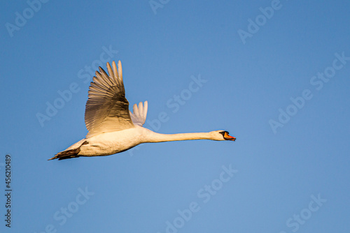 Mute swan flying past against a clear blue sky over a London Park, UK photo