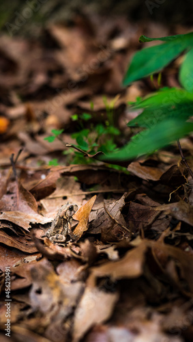 brown toad prince in leaves brown sunlight spotlight