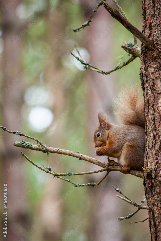 Red Squirrel eating nuts while perched on a branch in the Cairngorms, Scotland Red Squirrel eating nuts while perched on a branch in the Cairngorms, Scotland