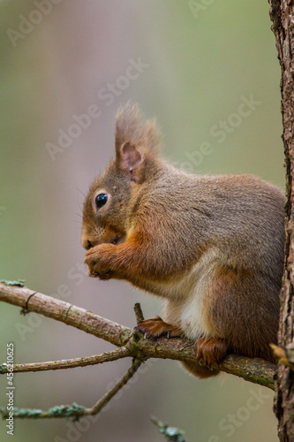 Red Squirrel eating nuts while perched on a branch in the Cairngorms, Scotland © wayne