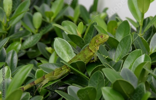 Side view closeup on a juvenile green Iguana resting on a green leafed plant