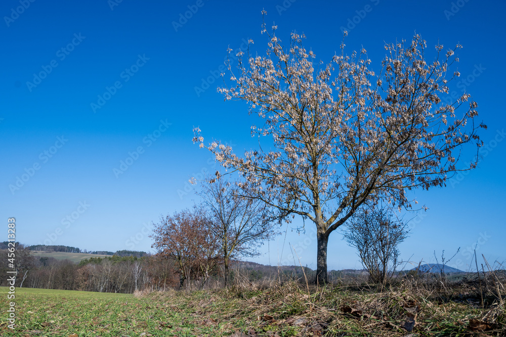 Tree in the middle of a field, Czech republic
