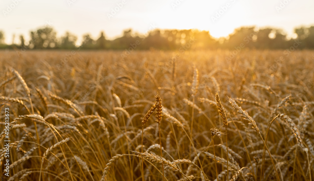Ripe golden wheat spikelets on the field in beautiful sunset lights. Selective focus. Shallow depth of field.
