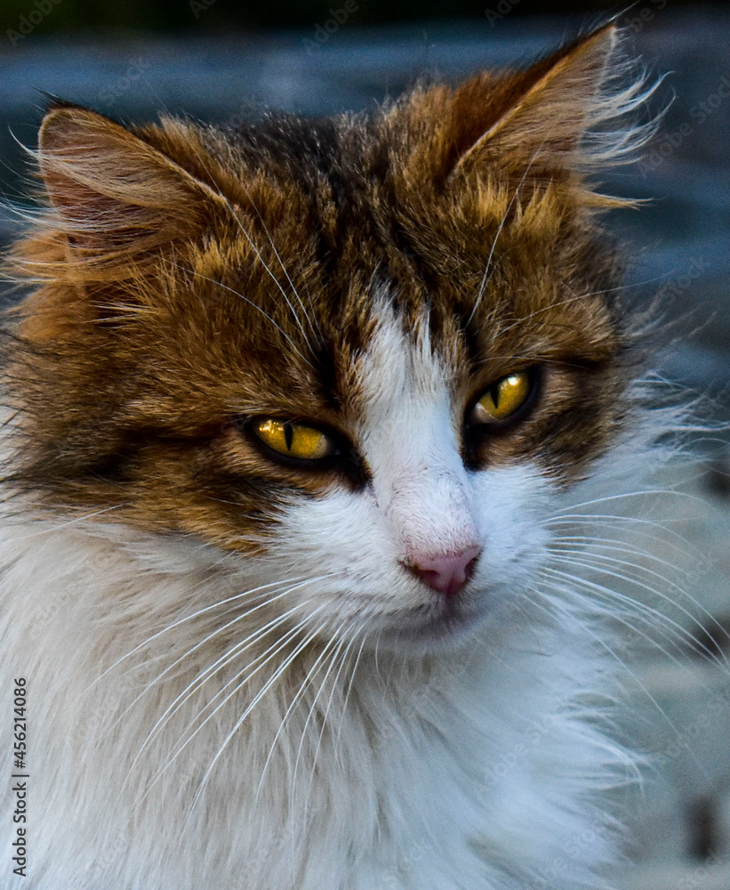 cat cat
