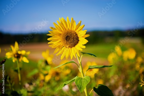 Sonnenblume im Feld