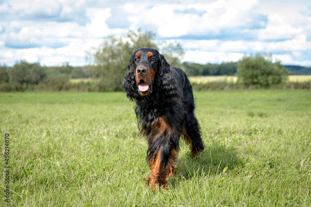 Summer day. Setter Gordon walks through a green field. High quality photo Summer day. Setter Gordon walks through a green field. High quality photo